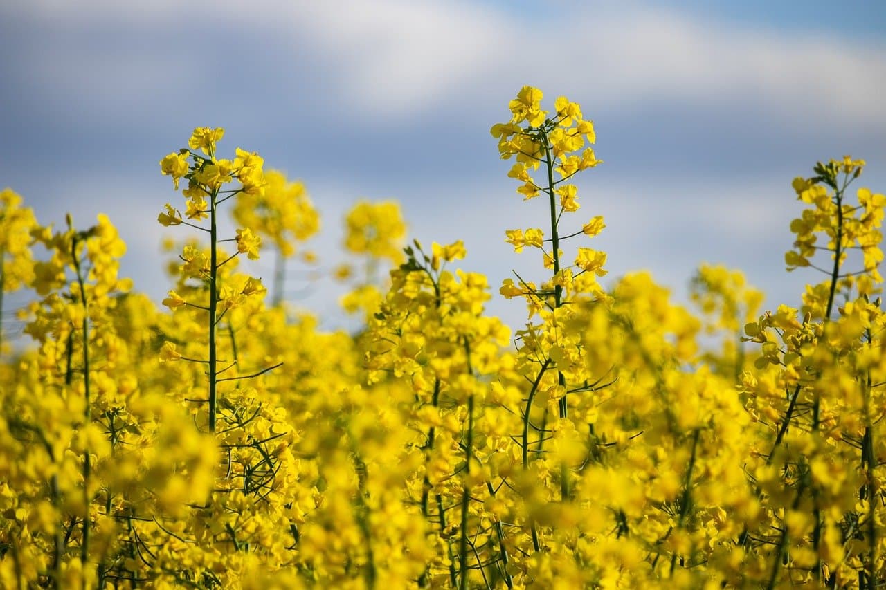 Rapeseed Oil